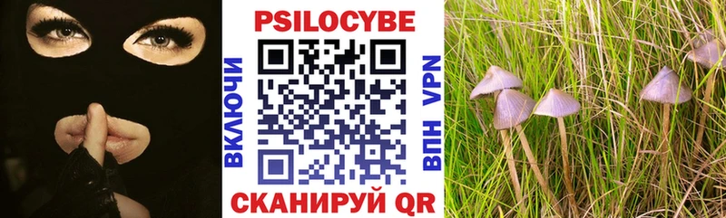 Псилоцибиновые грибы Psilocybe  Купить  Венёв 